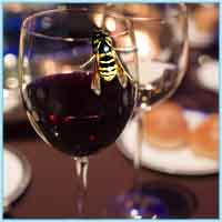 Осиный яд, попавший в вино вызывает аллергию